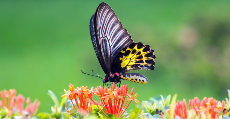 About Conscious Living -butterfly on flowers