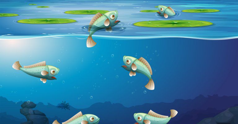 About Conscious Living -fish in pond illustration