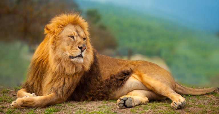 about conscious living - lion