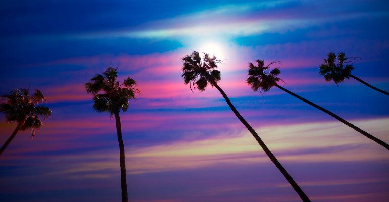 about conscious living - palm trees streaked sunset