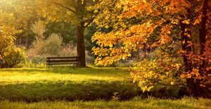 about conscious living - park in autumn